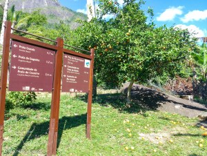 Orientação da trilha na Reserva Ecológica da Juatinga (Paraty)