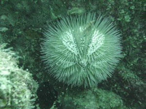 Mergulhando em Ubatuba (SP)