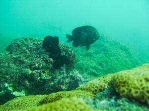 Mergulhando em Ubatuba (SP)