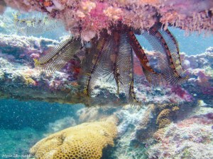 Mergulhando em Ubatuba (SP)