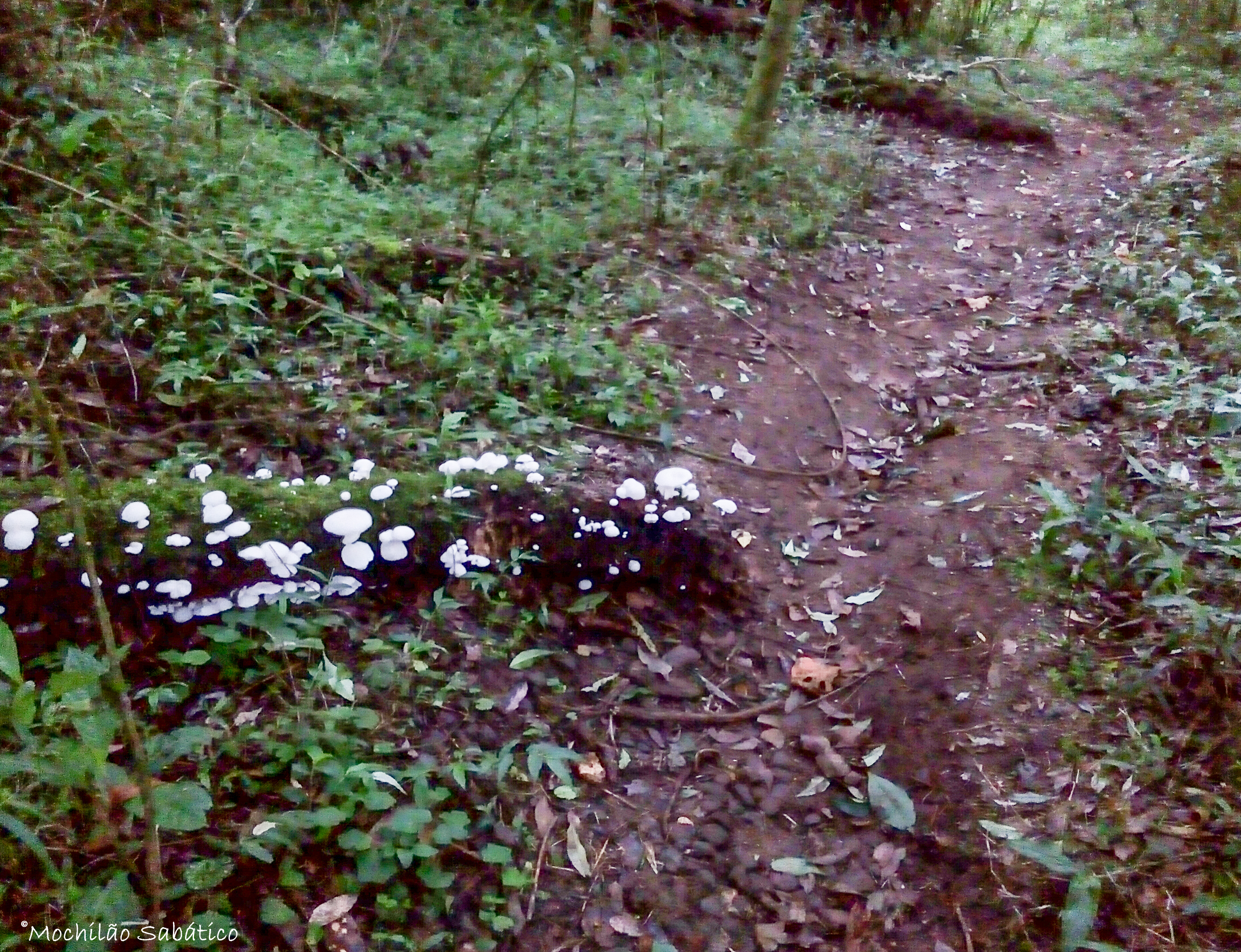 Trilha do Jorge, rumo ao Pico da Onça (SP)