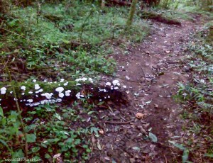 Trilha do Jorge, rumo ao Pico da Onça (SP)