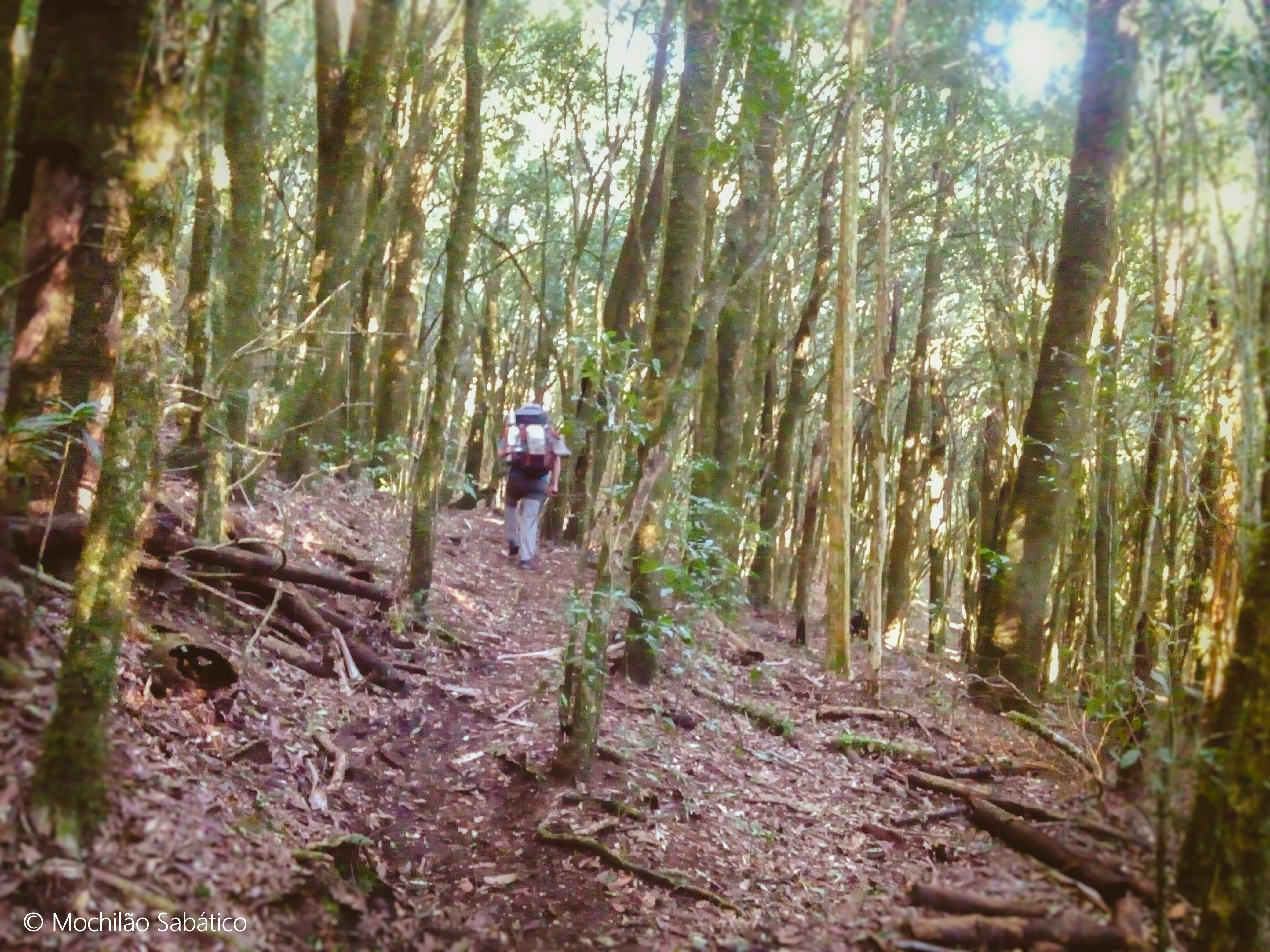Trilha do Jorge, saindo do Pico da Onça em direção à Monte Verde