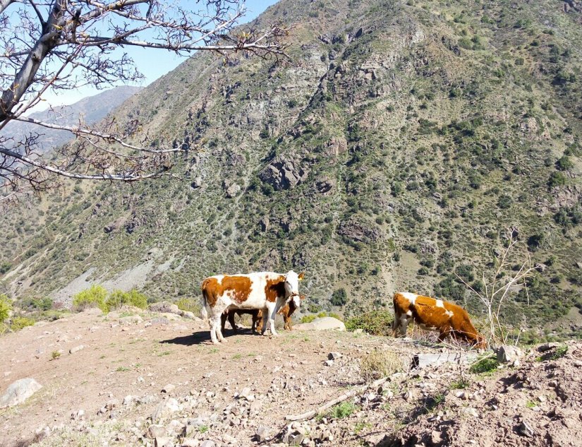 Yerba loca Yerba loca