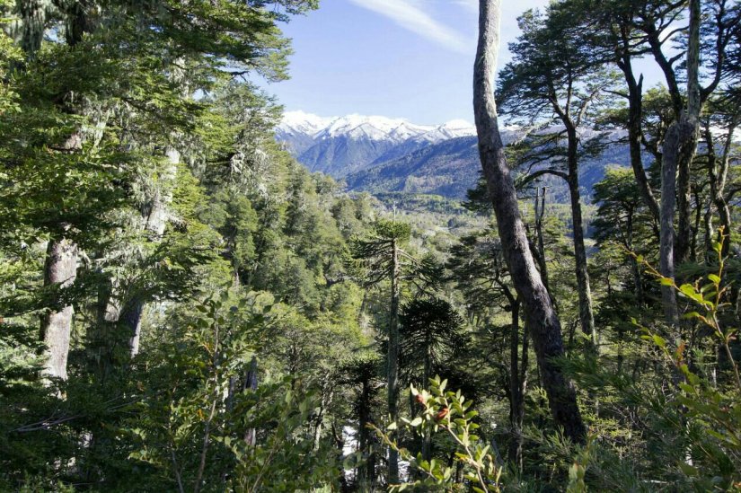 Vulcan_Sollipulli_Chufquén