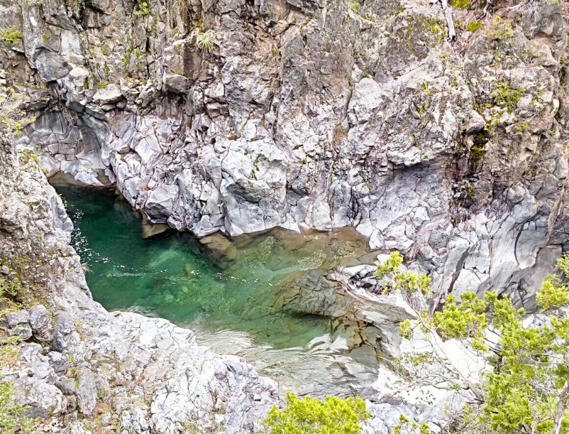 Malacara Chile Molina Radal Siete Tazas