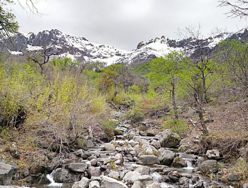 Chiquillanes Chile Molina Radal Siete Tazas