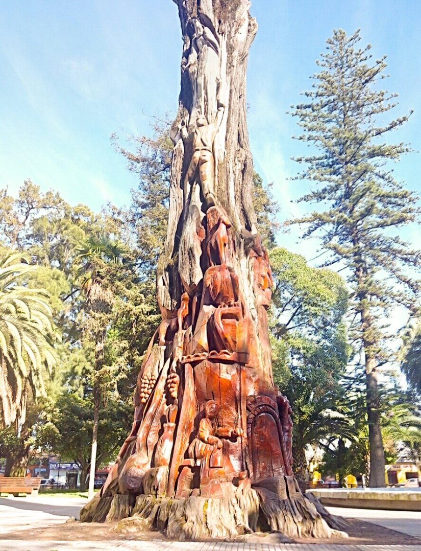 Molina Chile Molina Radal Siete Tazas