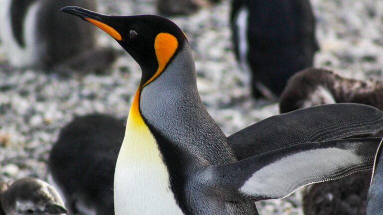 PINGÜINERA ISLA MARTILLO – o imperdível do verão de Ushuaia