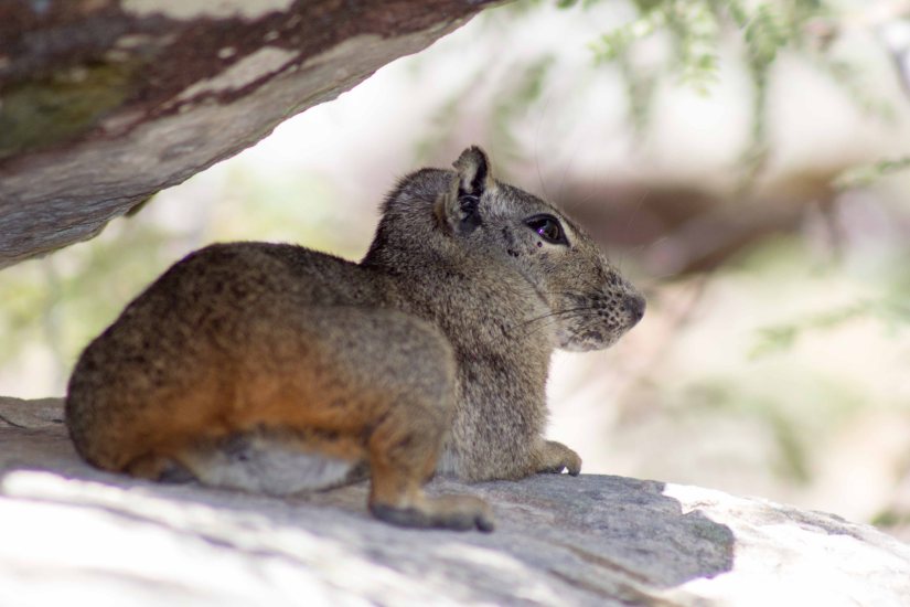 Nordeste_20180720_124830