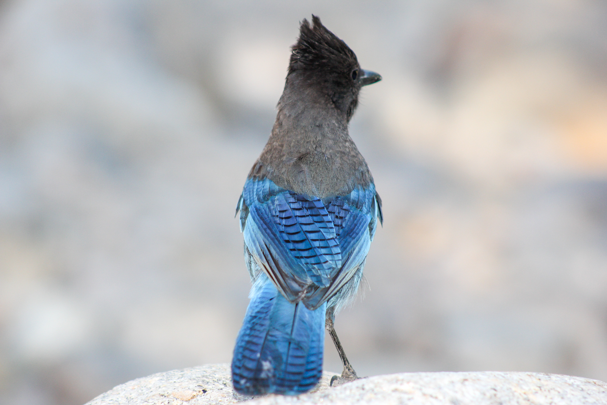 Bird 1