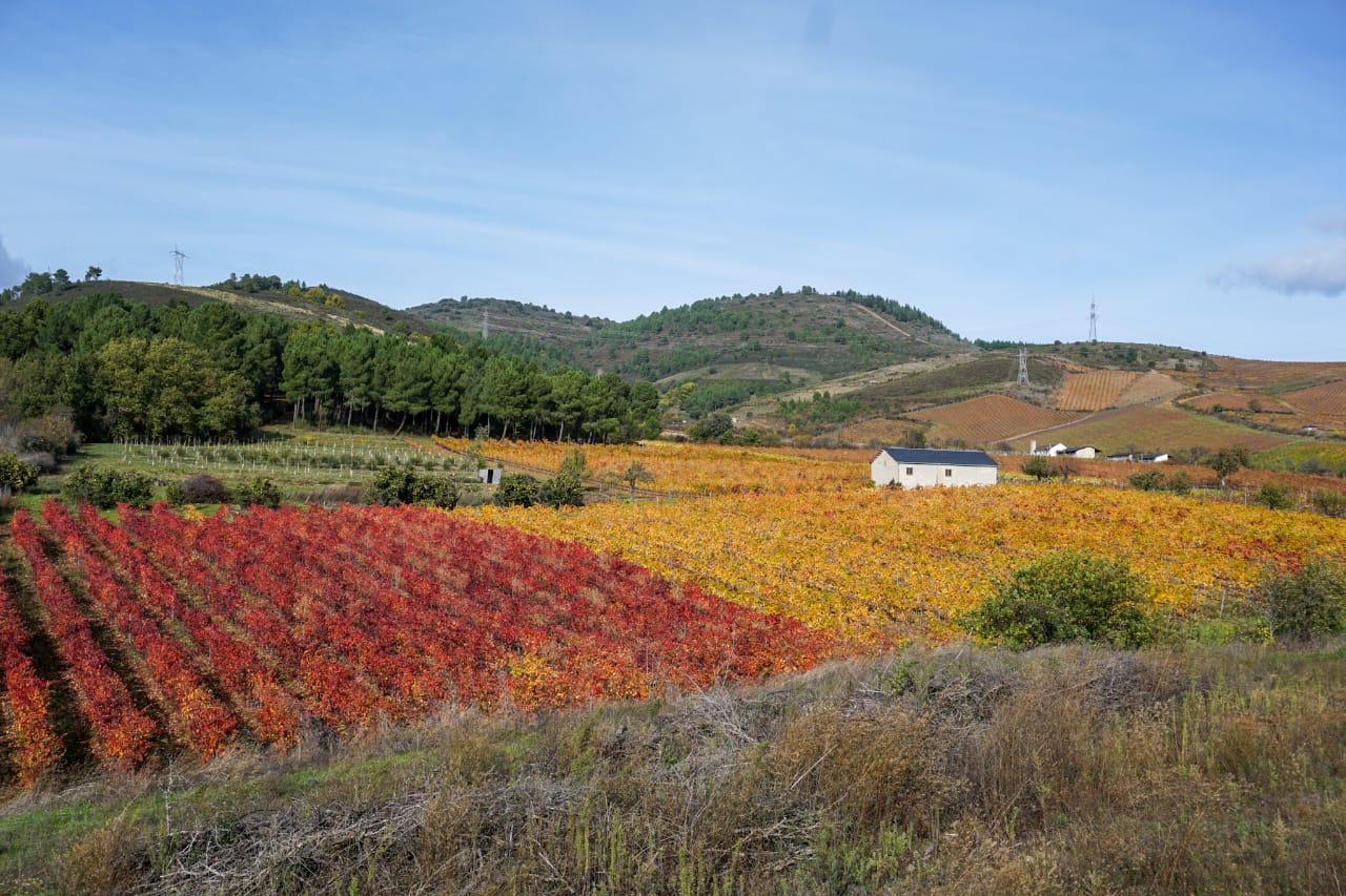 Viticultura_Caminho de Santiago de Compostela