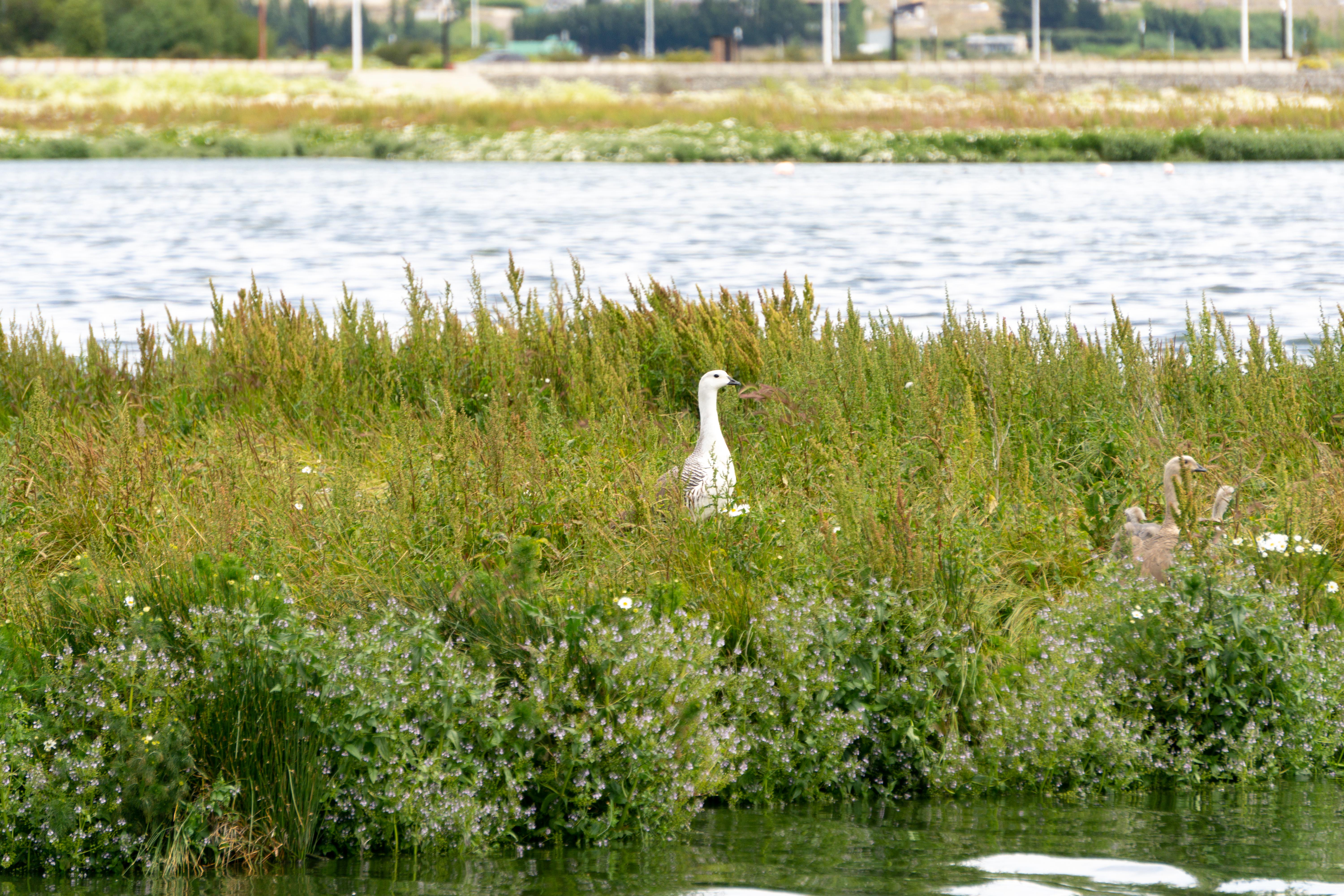 Patagonia Argentina El Calafate