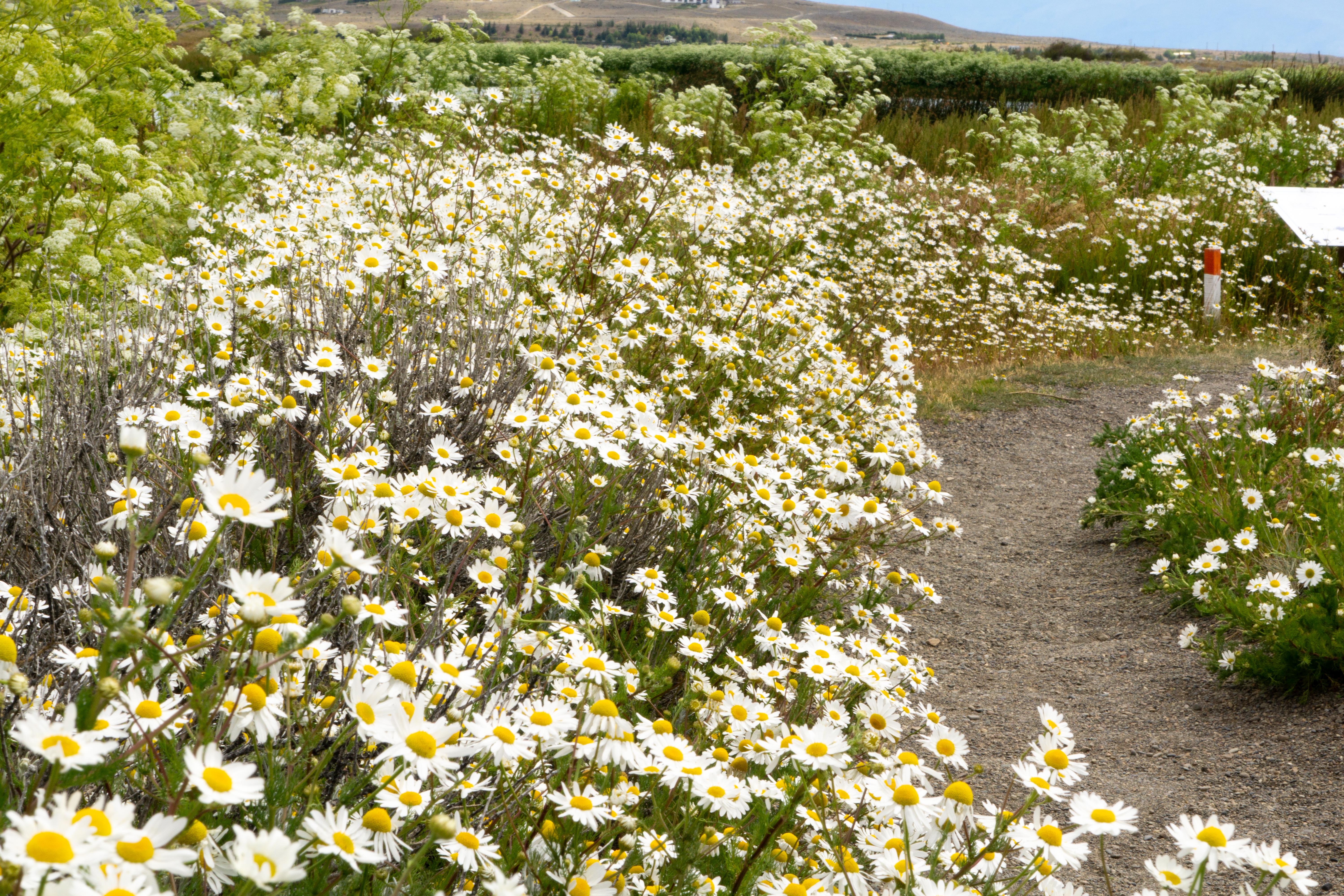 Patagonia Argentina El Calafate