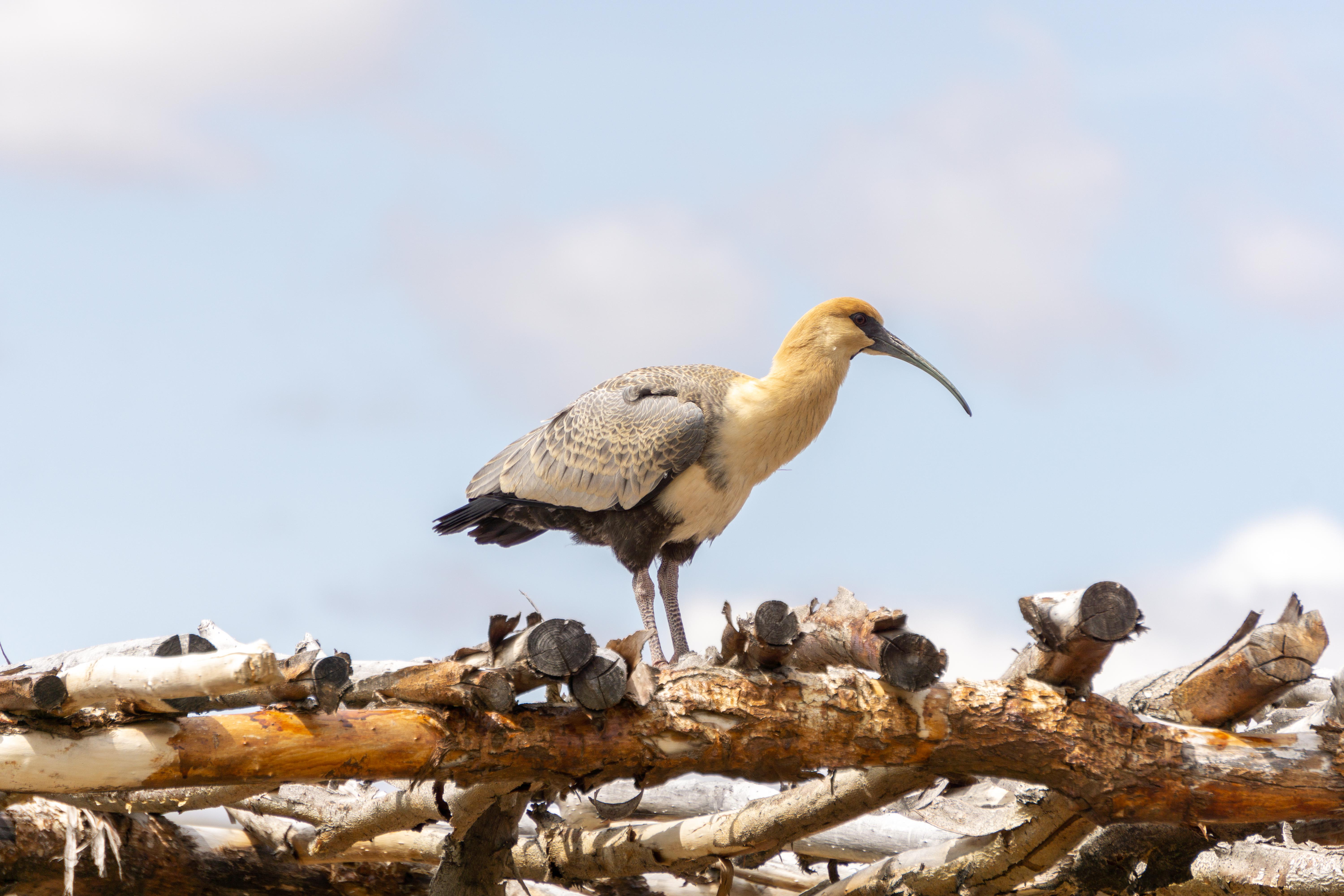 patagonia Argentina El Calafate
