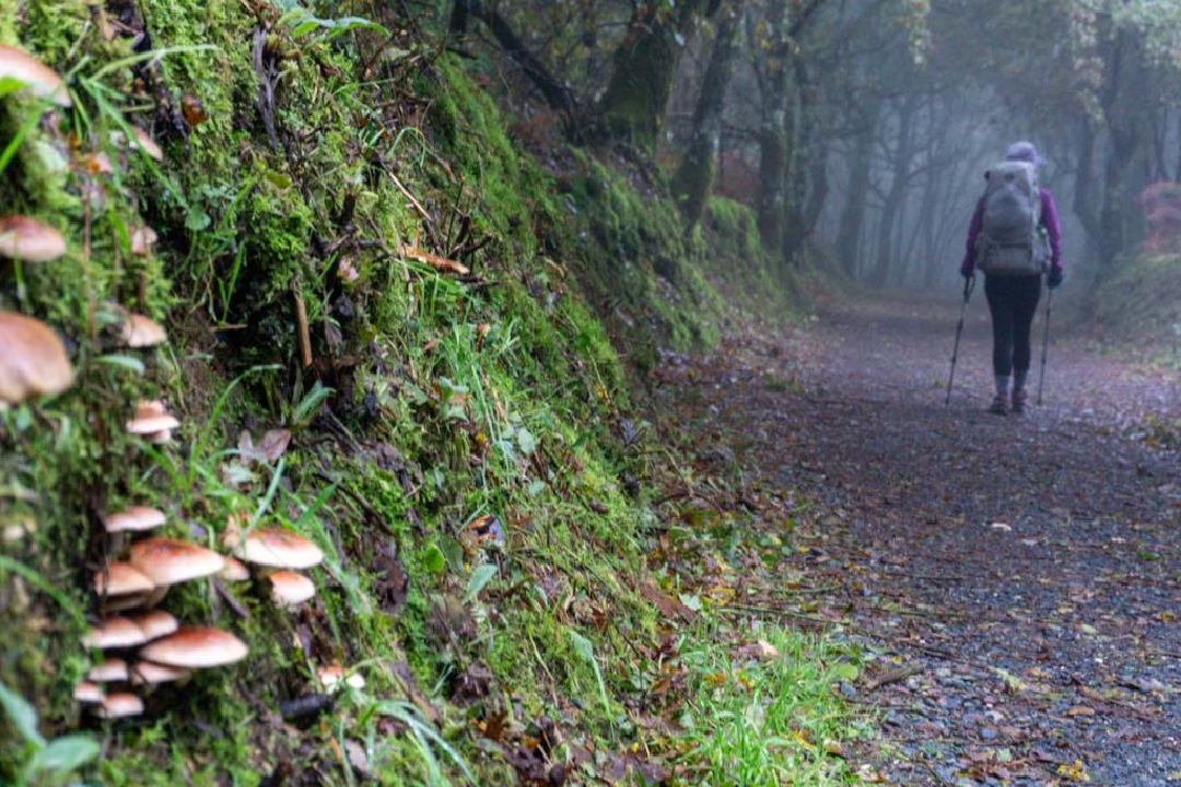 Resizer_15955906486625