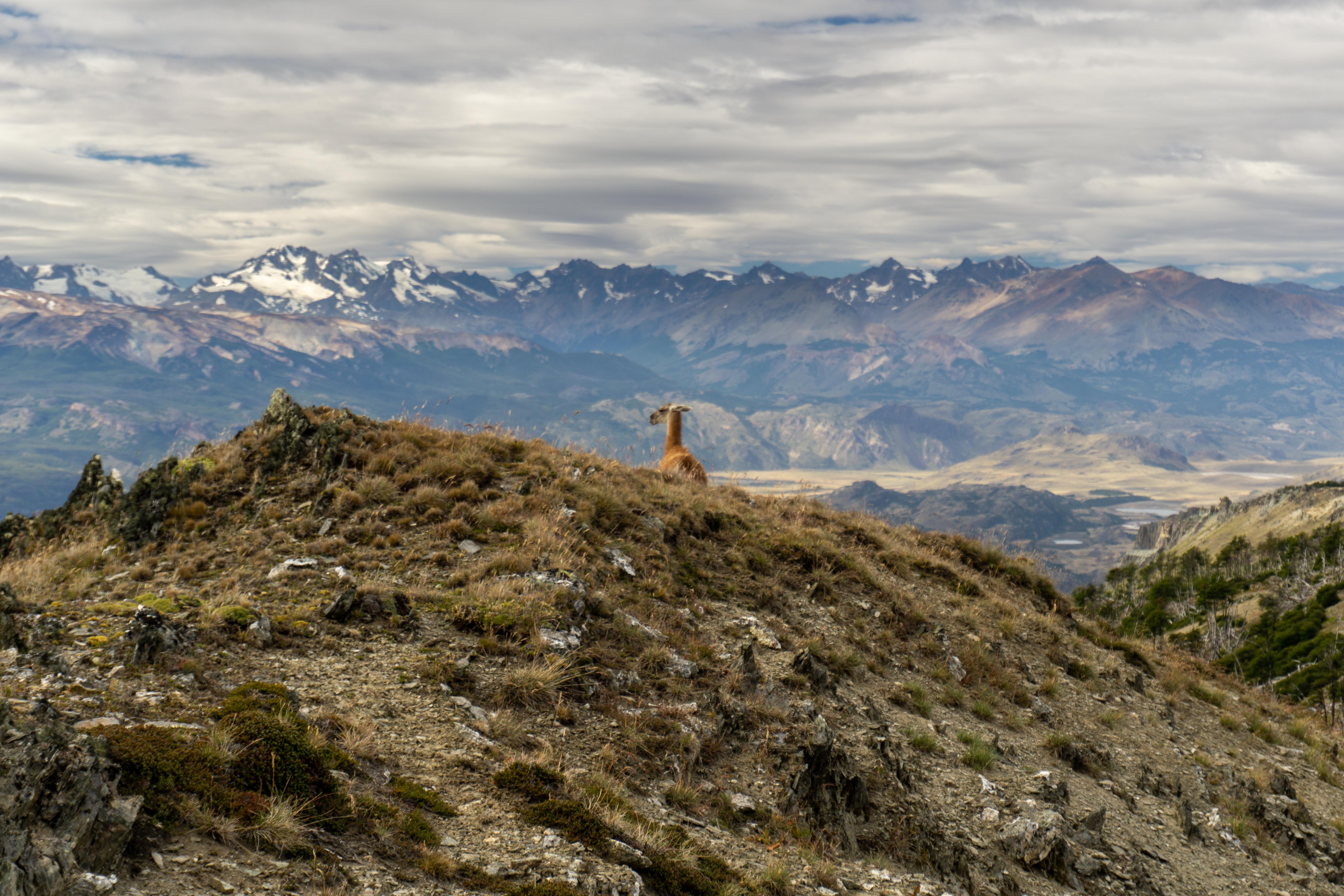 Guanaco_Parque Patagonia