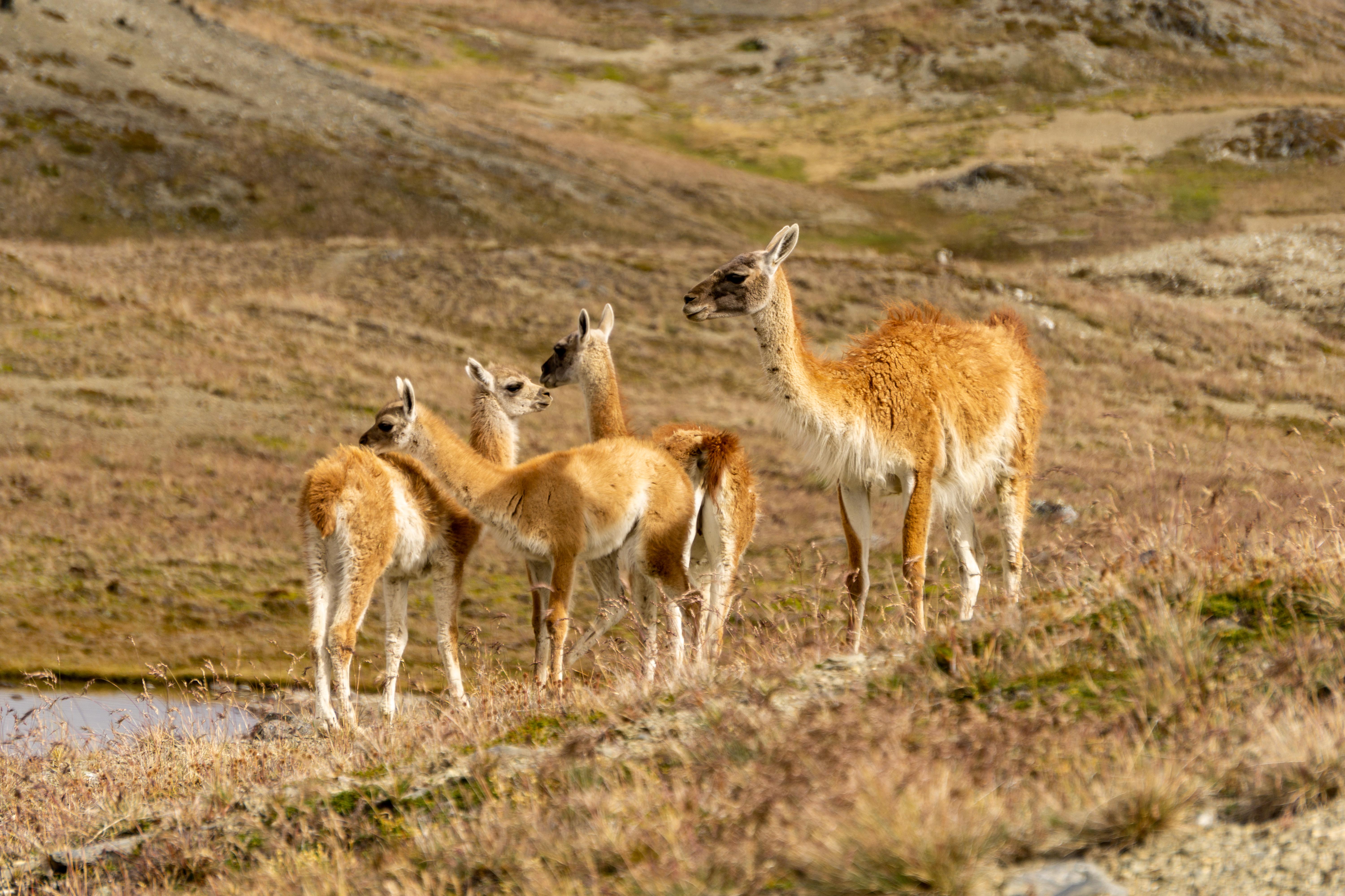 Guanacos_Parque Patagonia