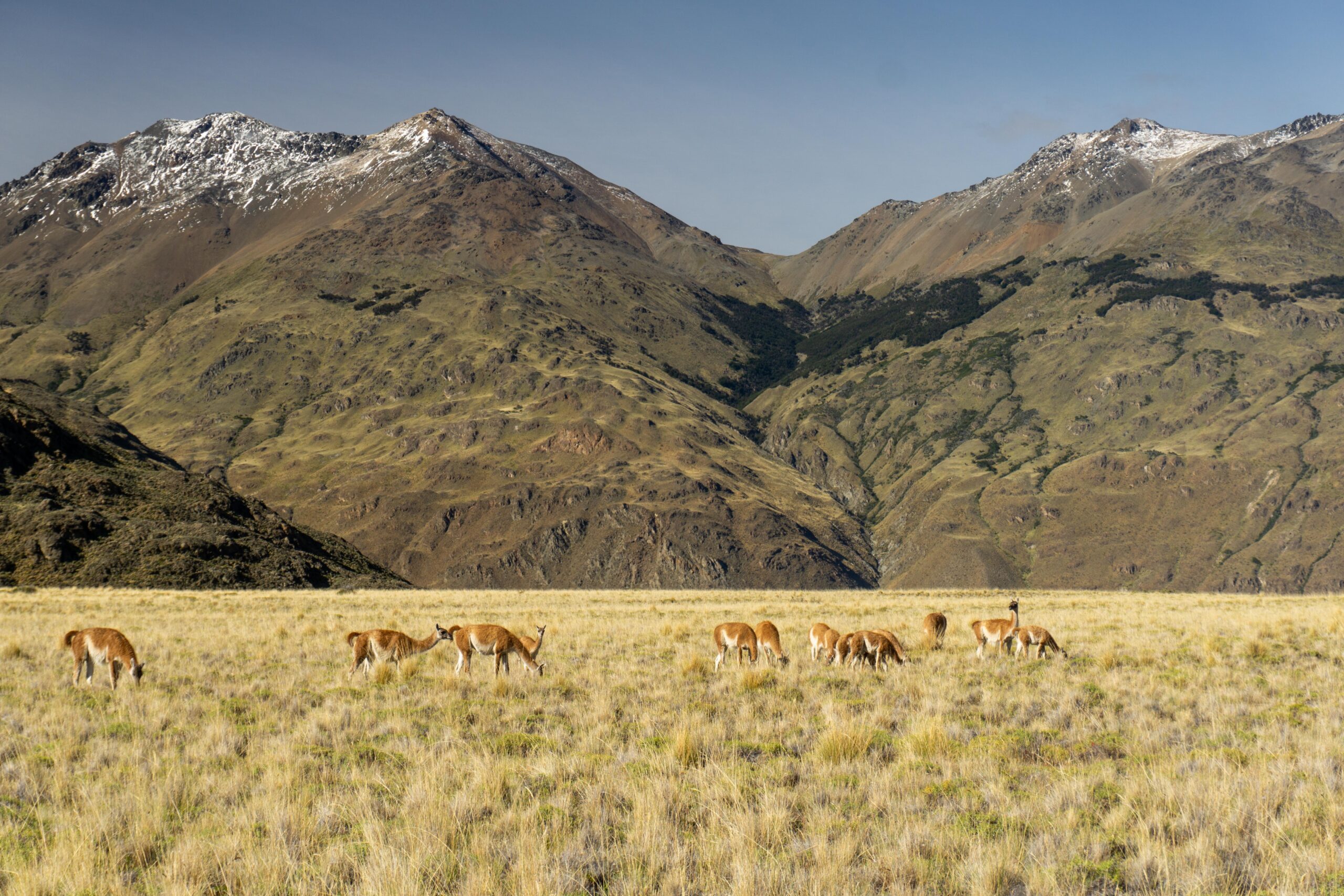 Parque Nacional Patagonia_Chile