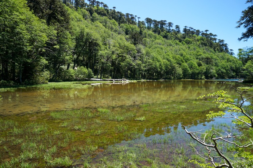 Parque Nacional Huerquehue_Chile
