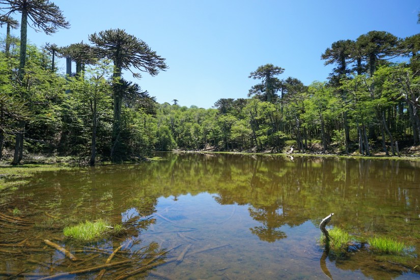 Parque Nacional Huerquehue_Chile