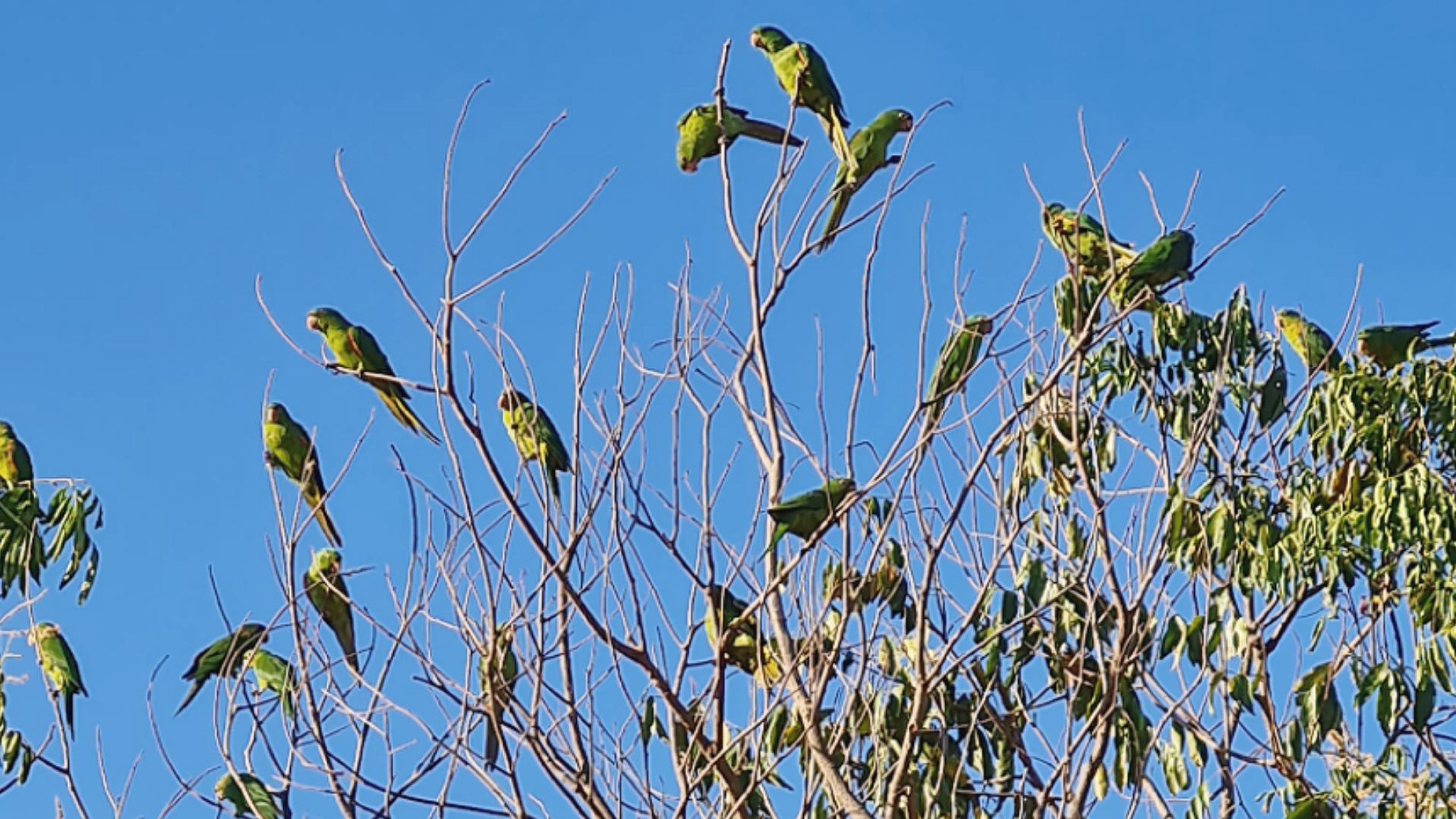 Caminho_de_Cora_Coralina_Goias