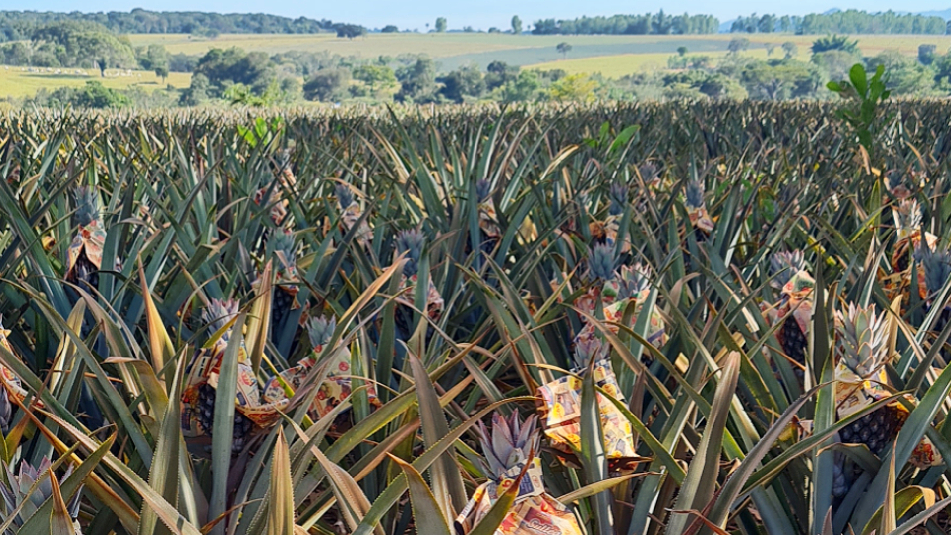 Caminho_de_Cora_Coralina_Goias
