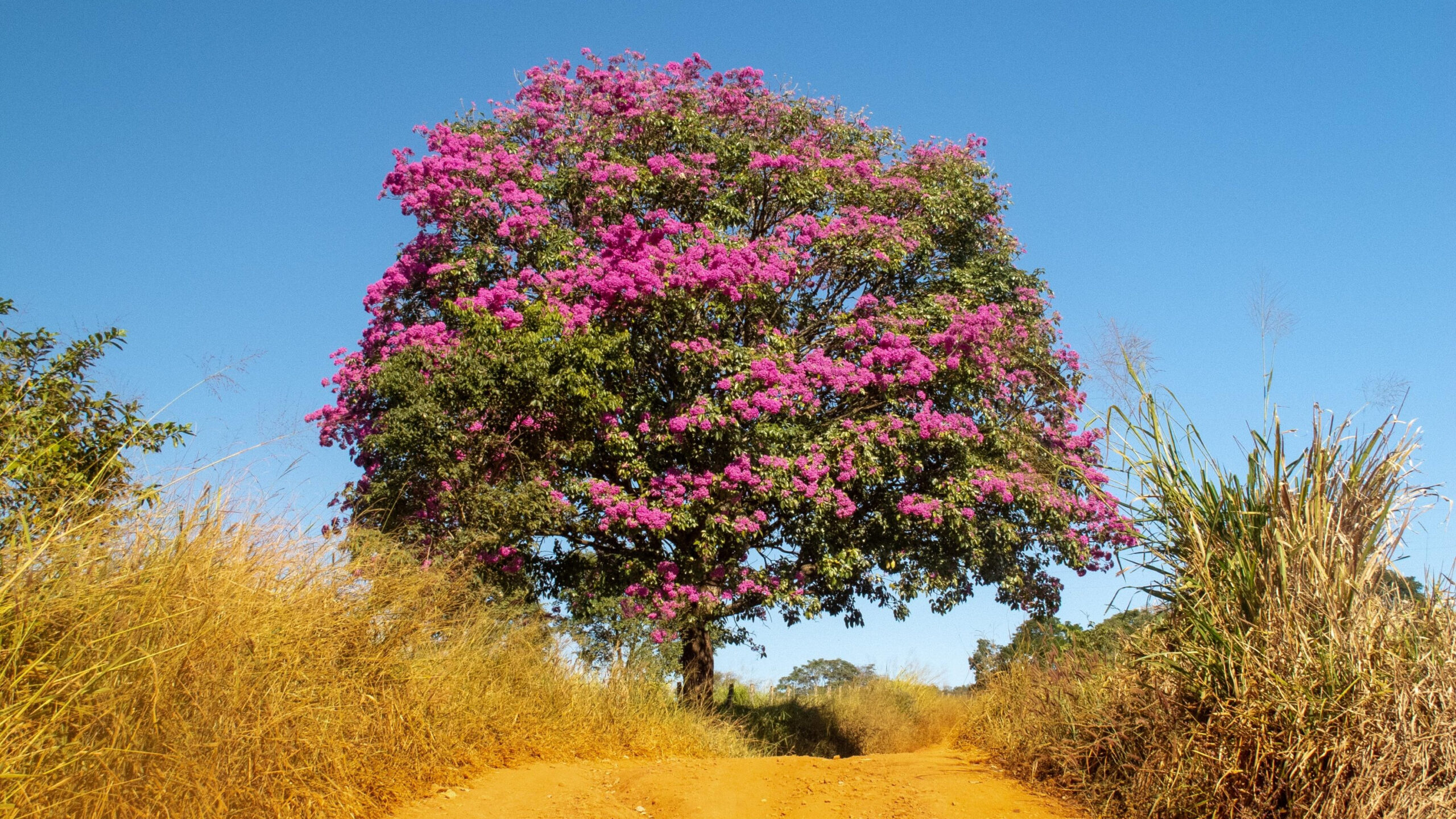 Caminho_de_Cora_Coralina_Goias