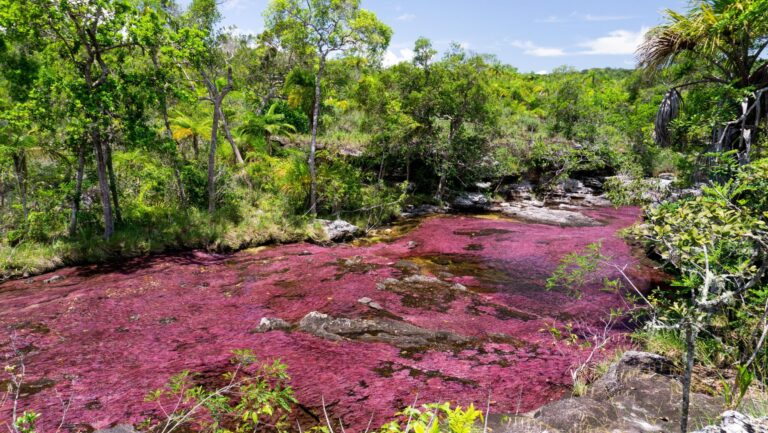 CAÑO CRISTALES – o rio mais lindo do mundo