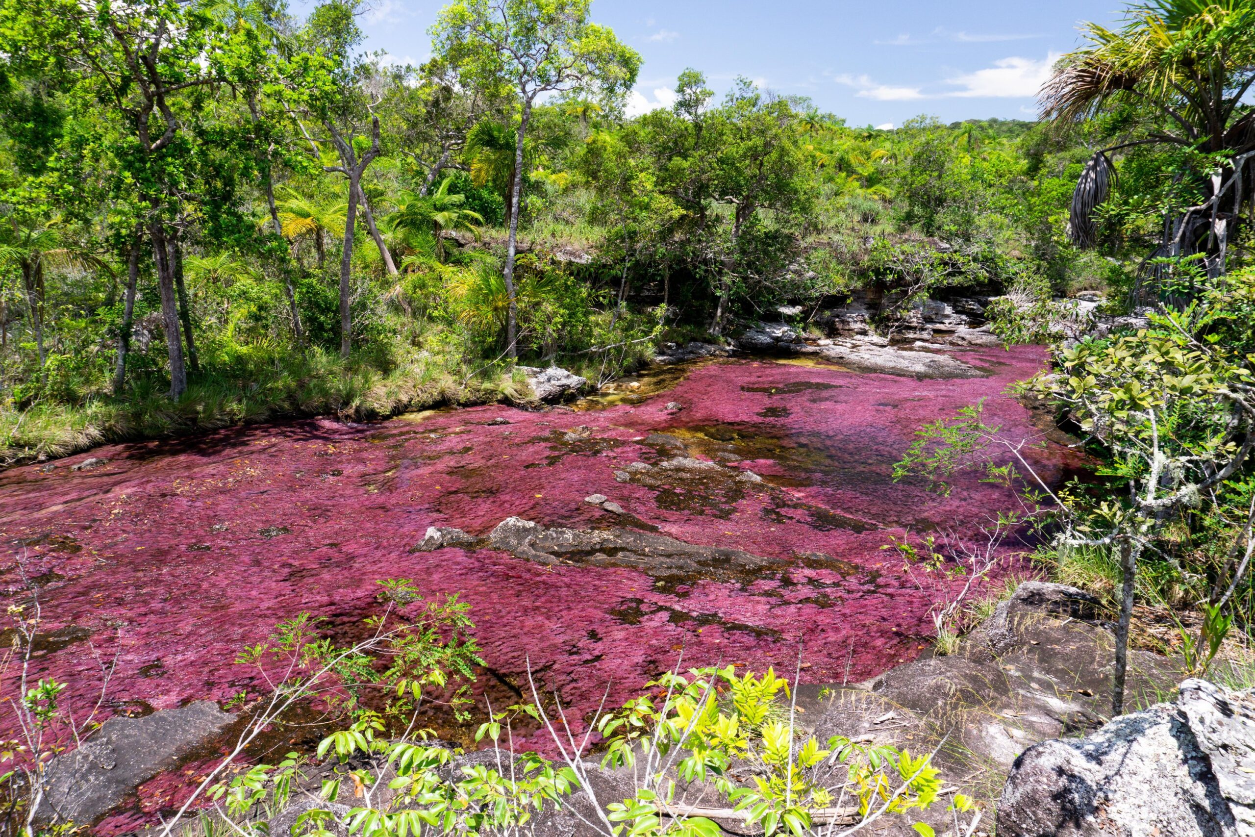 Cano Cristales_La Macarena_Colombia
