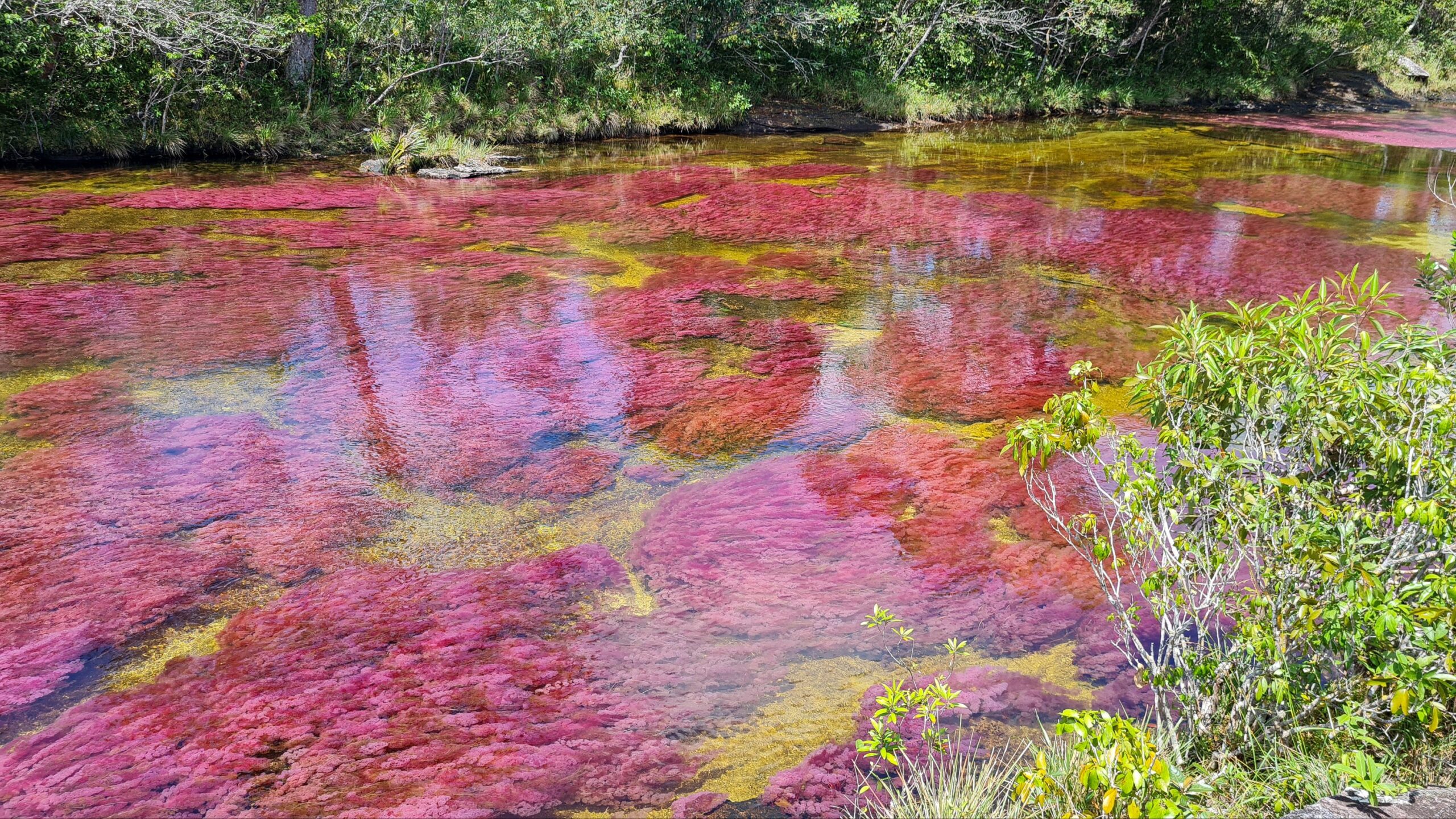 Cano Cristales_La Macarena_Colombia