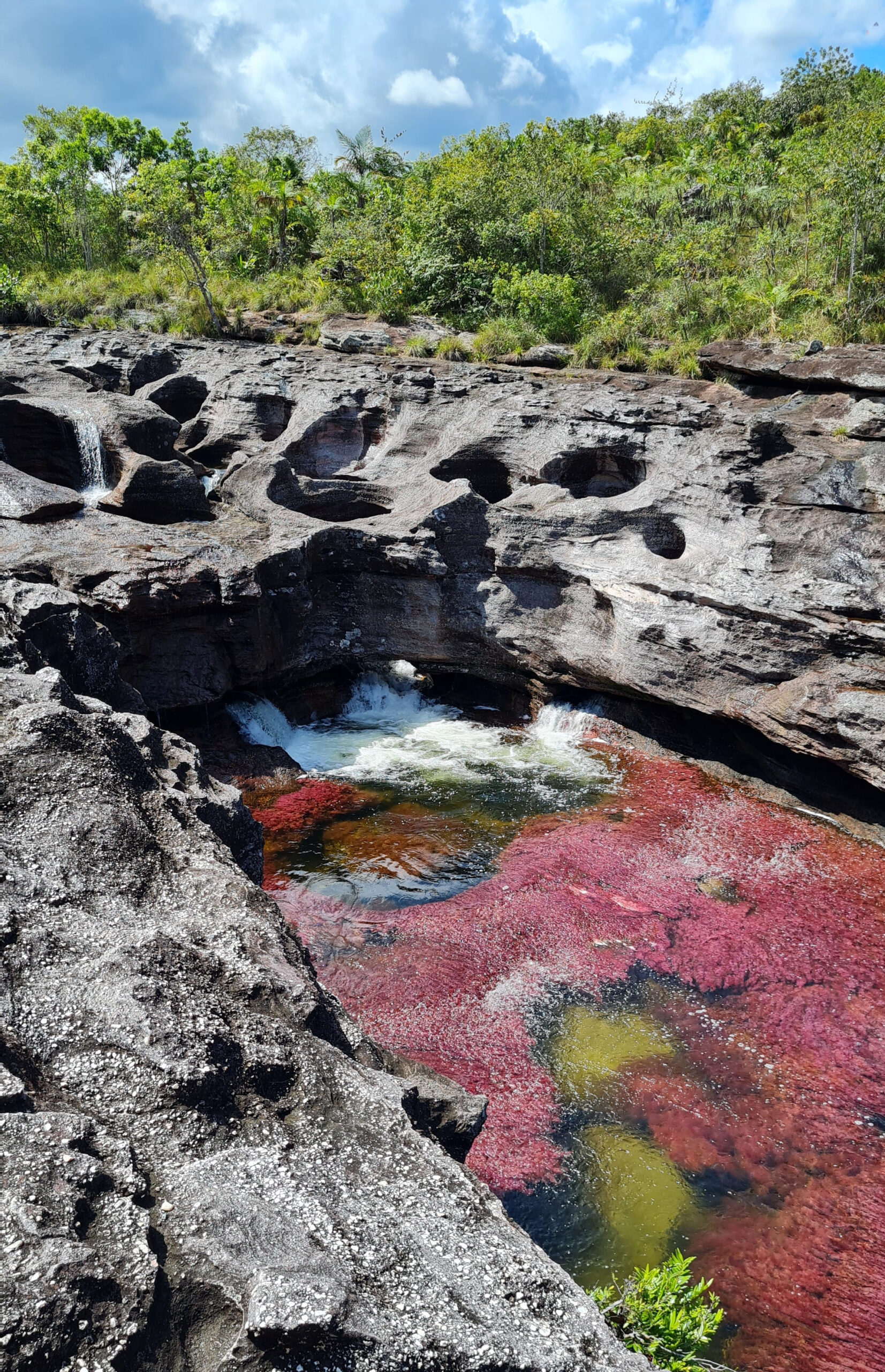 Cano Cristales_La Macarena_Colombia