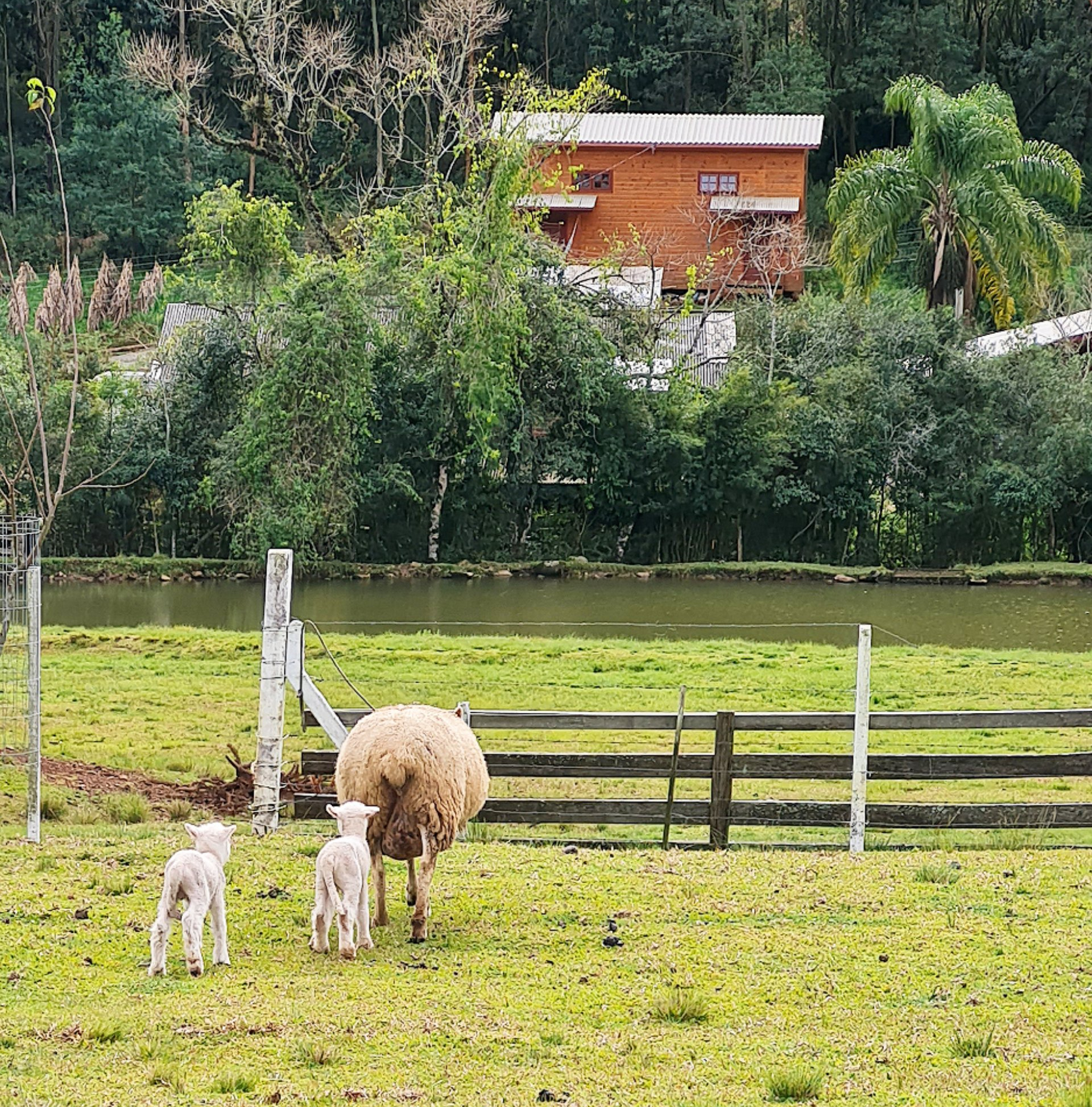 Caminhos de Caravaggio_ovelhas