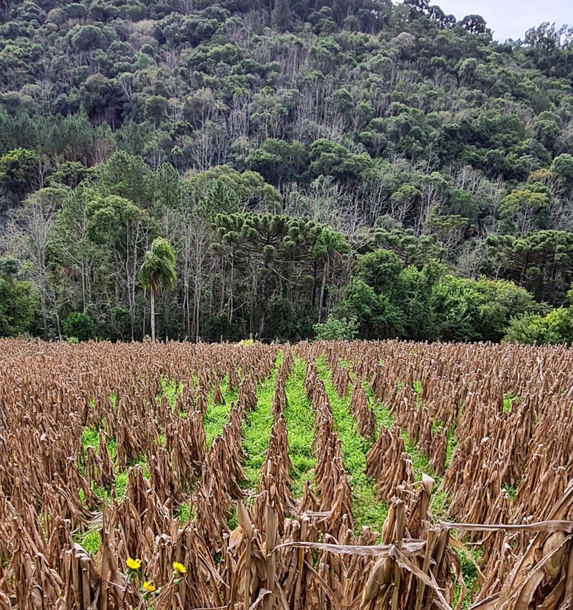 Caminhos de Caravaggio_milharal_Gramado