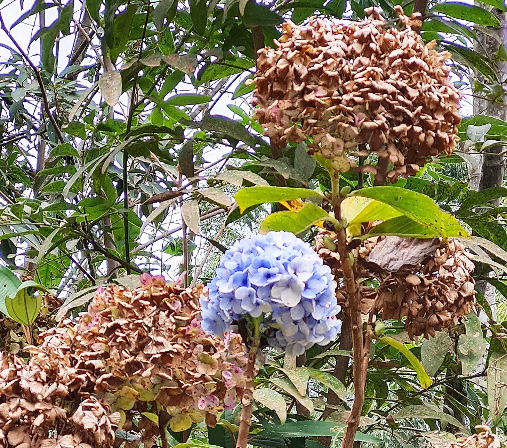 Caminhos de Caravaggio_hortensias