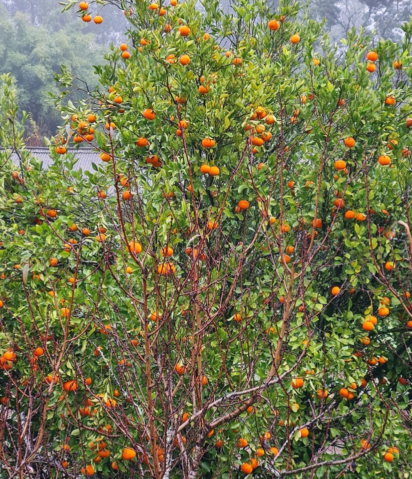 Caminhos de Caravaggio_bergamotas