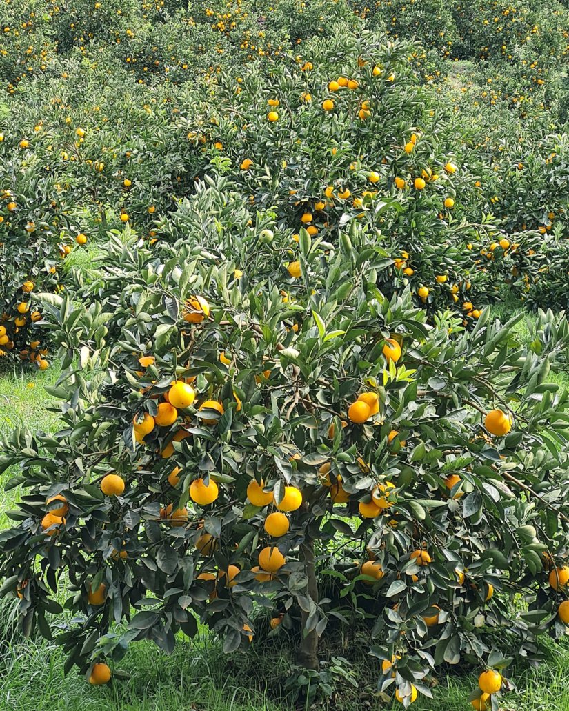 Pomares laranja_Caminhos de Caravaggio