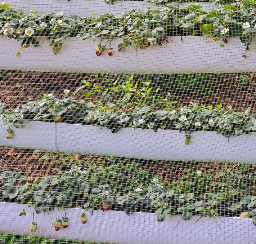 Caminhos de Caravaggio_morangos