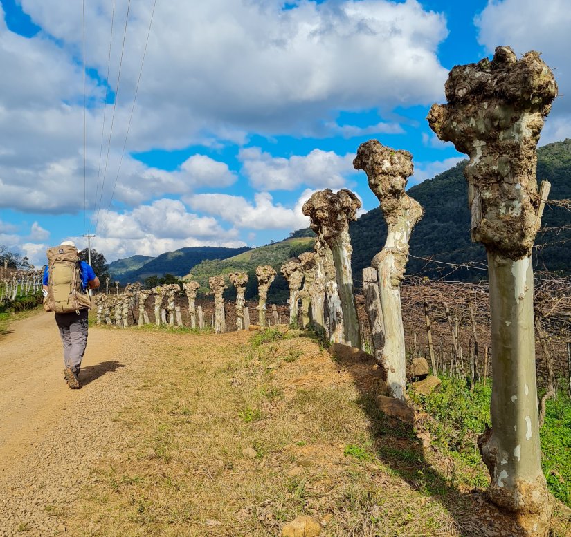 Caminhos de Caravaggio_platano