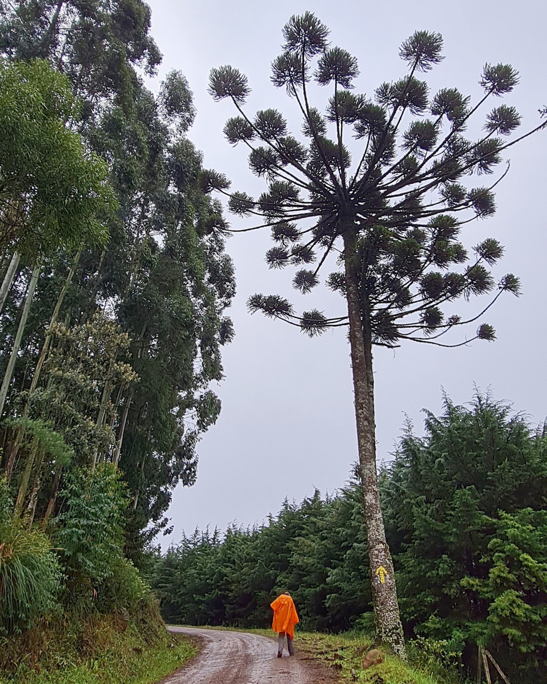 Caminhos de Caravaggio_araucaria