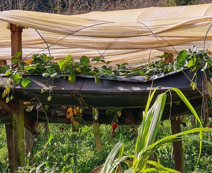Caminhos de Caravaggio_morangos