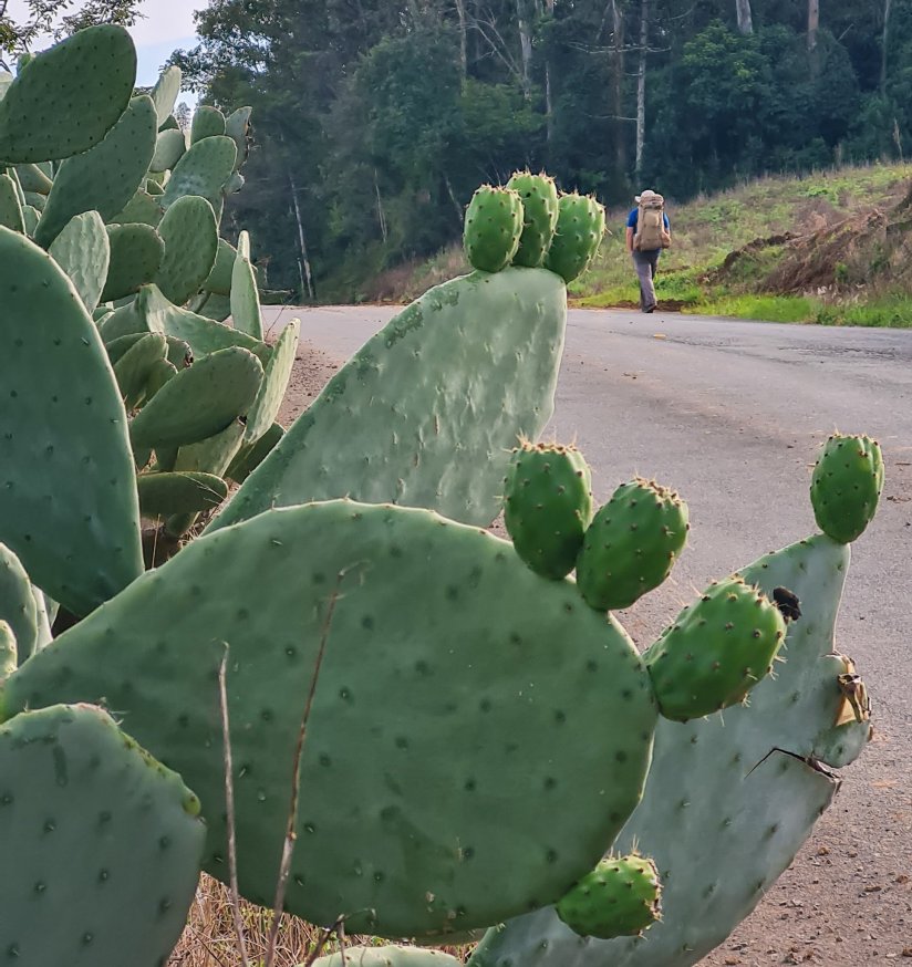 Caminhos de caravaggio_cactos