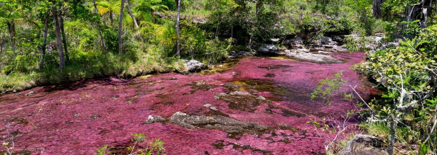 Cano Cristales_La Macarena_Colombia