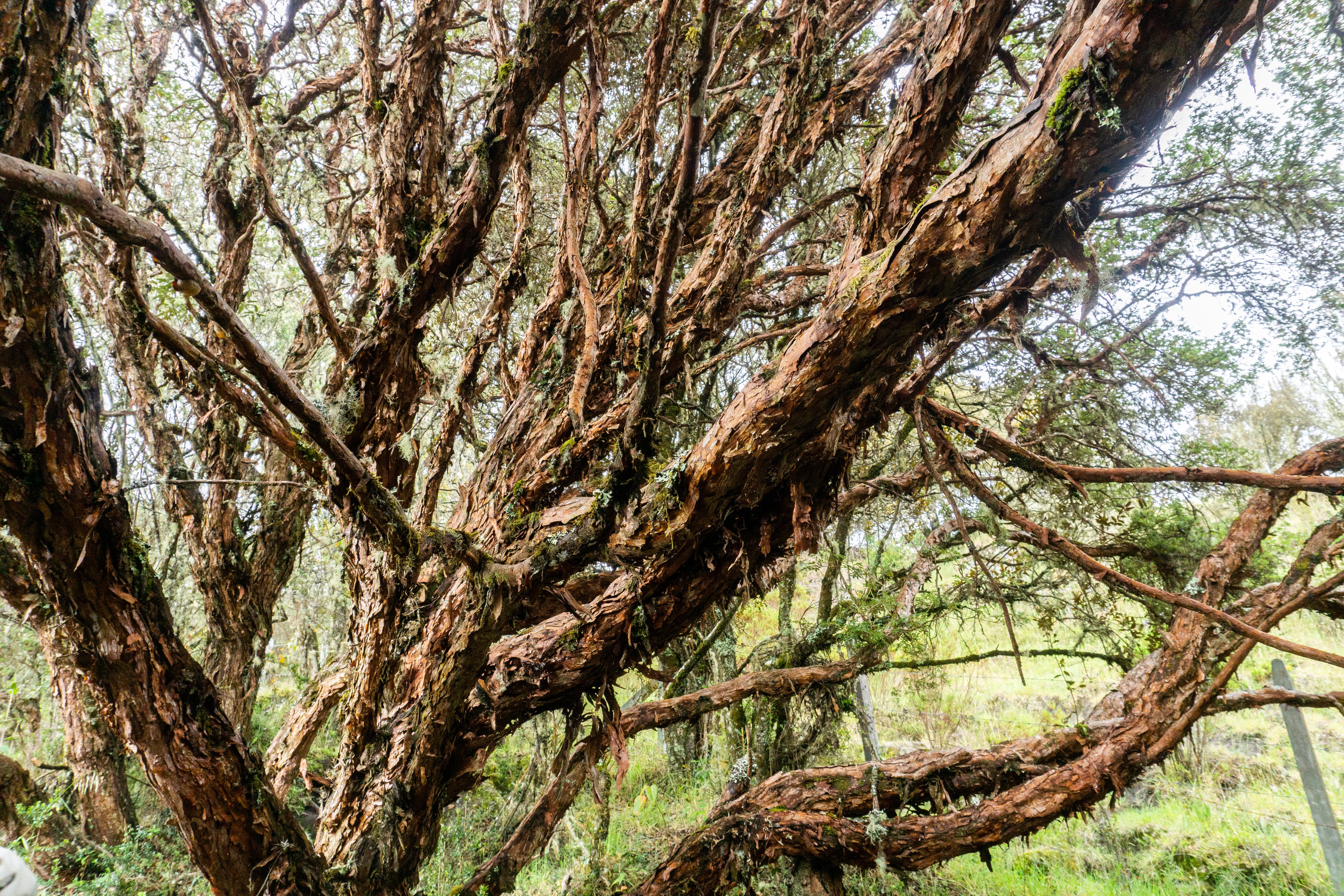 parque nnacional natural los nevados_colombia