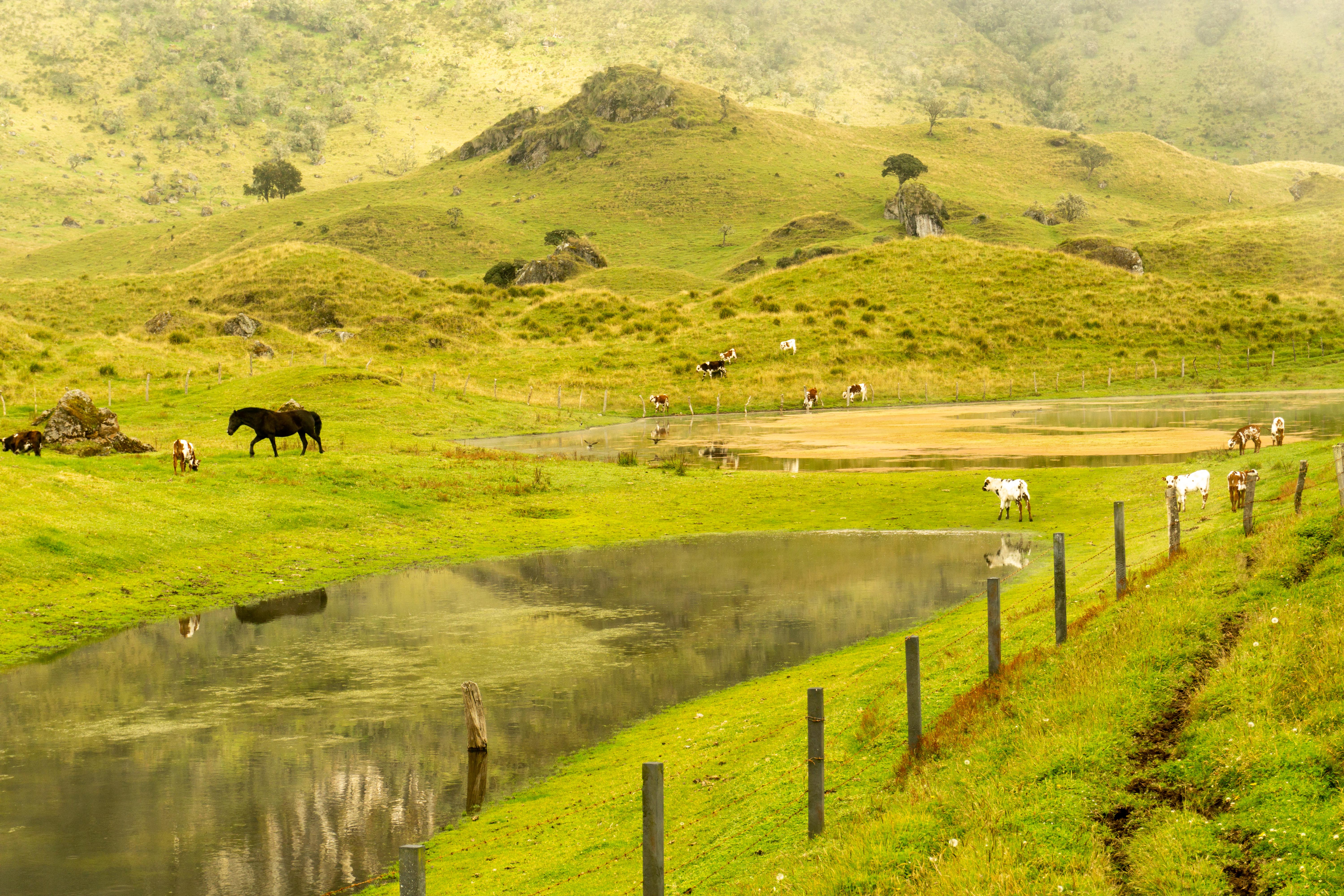 parque Nacional Natural Los Nevados_Colombia