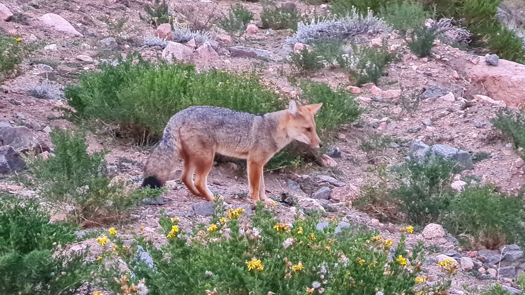 Cruce de Los Andes_Zorro