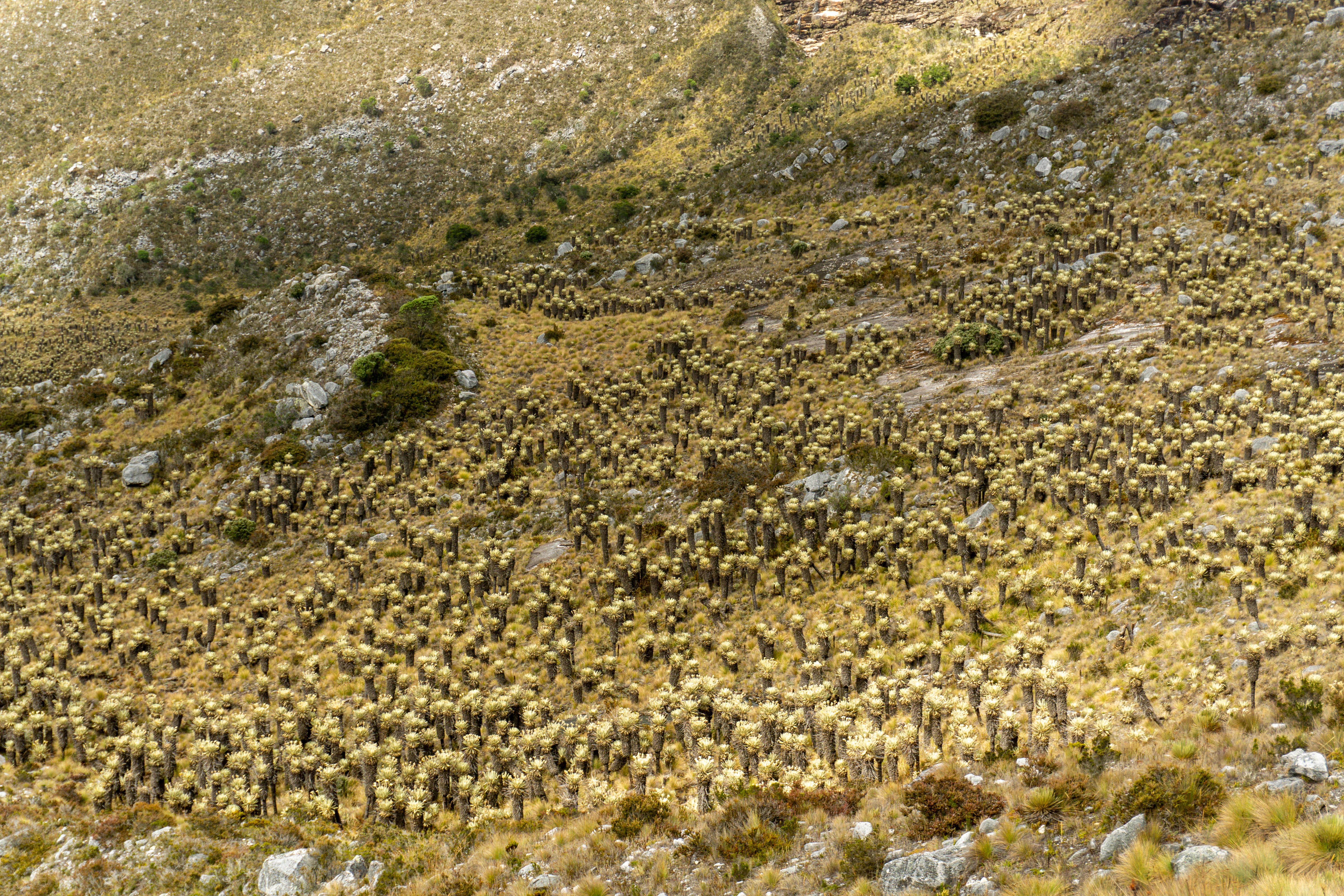 Colombia_Parque Nacional El Cocuy