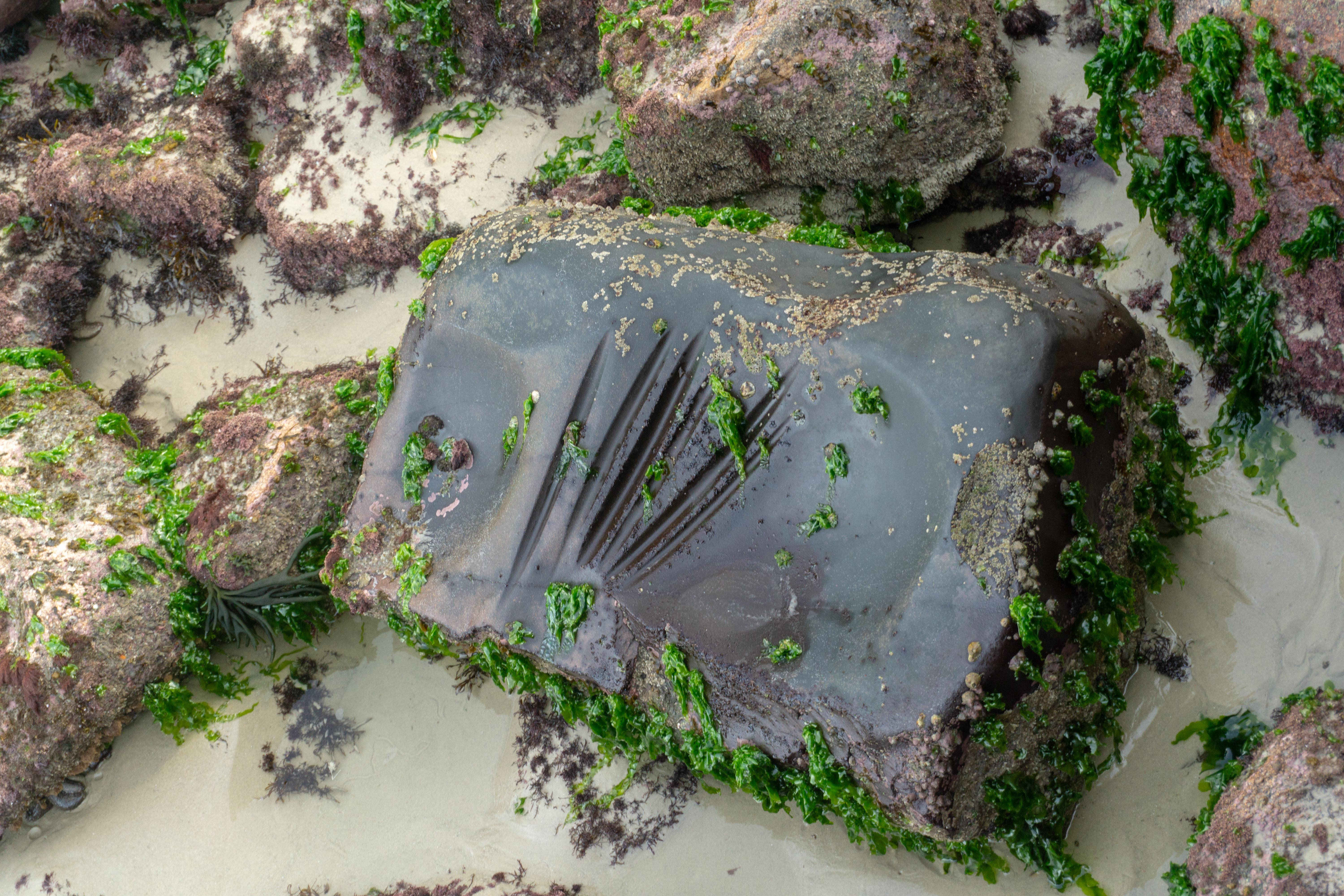 Florianopolis_Praia do Ingleses_arqueologia