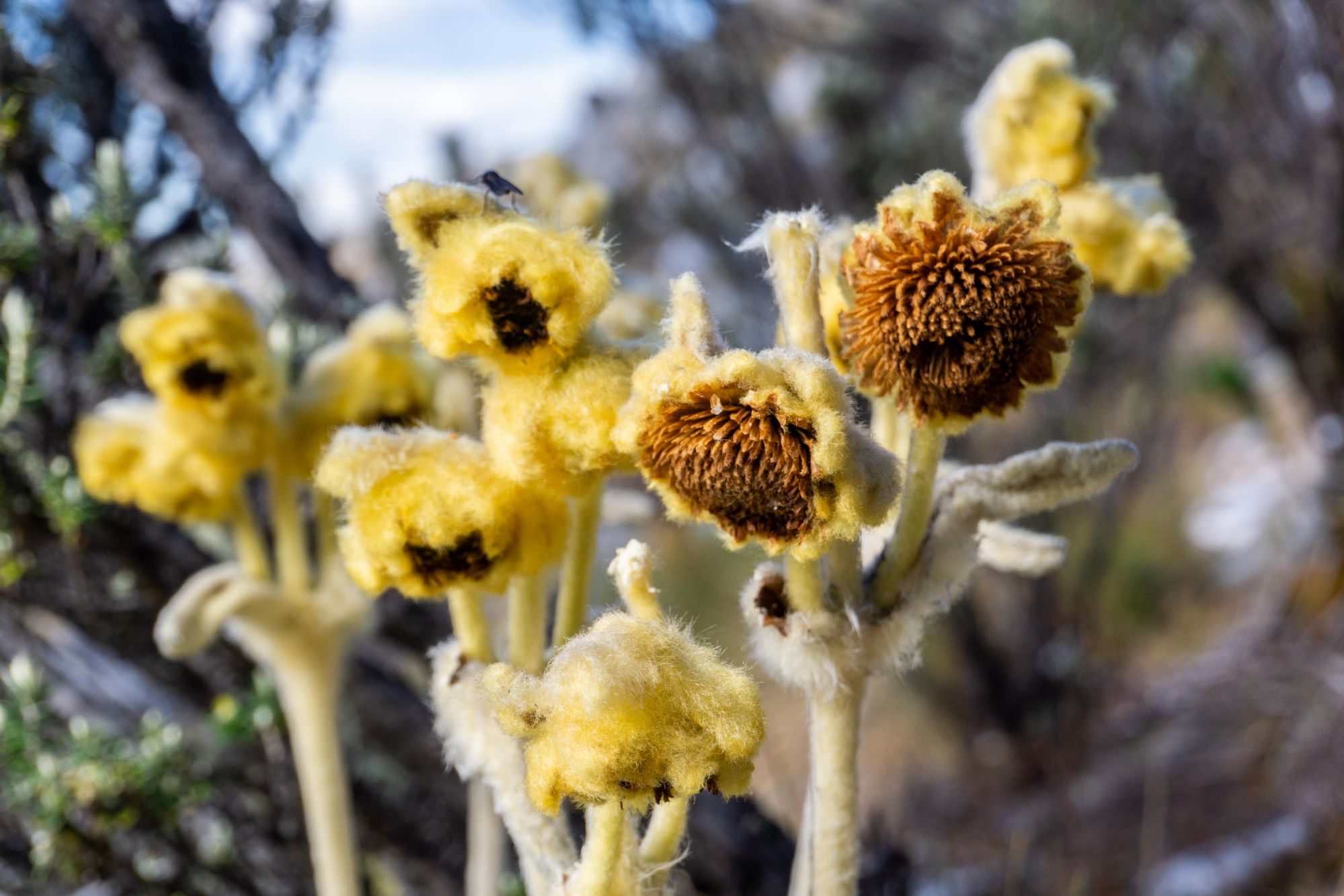 Frailejones_Colombia
